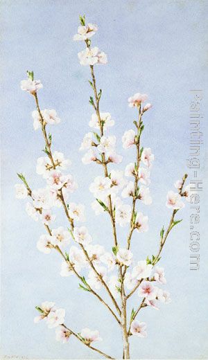 Peach Blossoms painting - John William Hill Peach Blossoms art painting